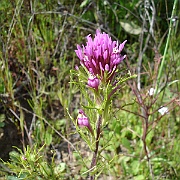 castilleja exserta